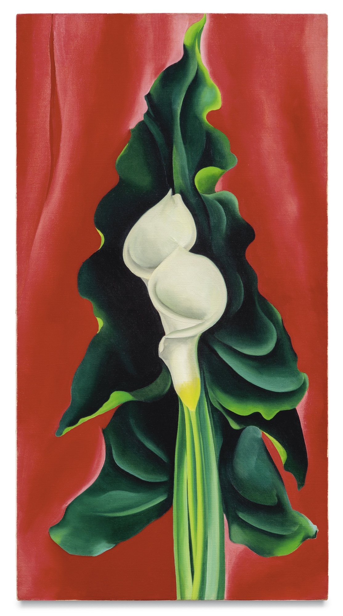 CALLA LILIES ON RED by Georgia O'Keeffe, 1928